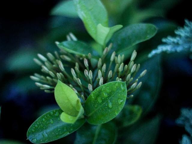 Image of Rustic Granite Shirt