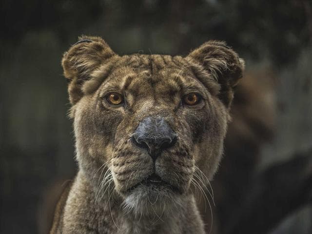 Image of Licensed Metal Chair