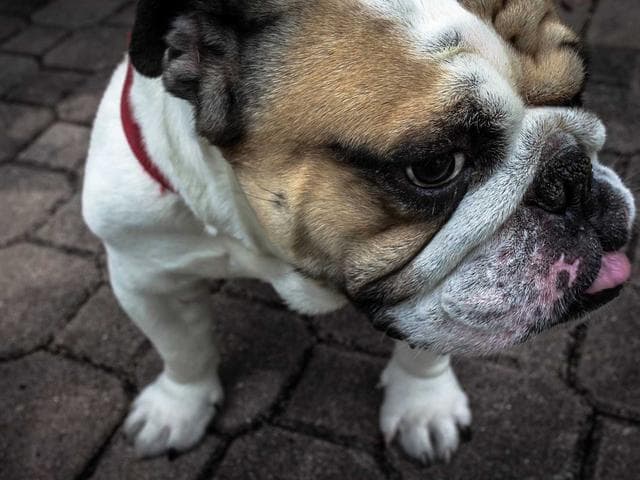 Image of Tasty Metal Sausages